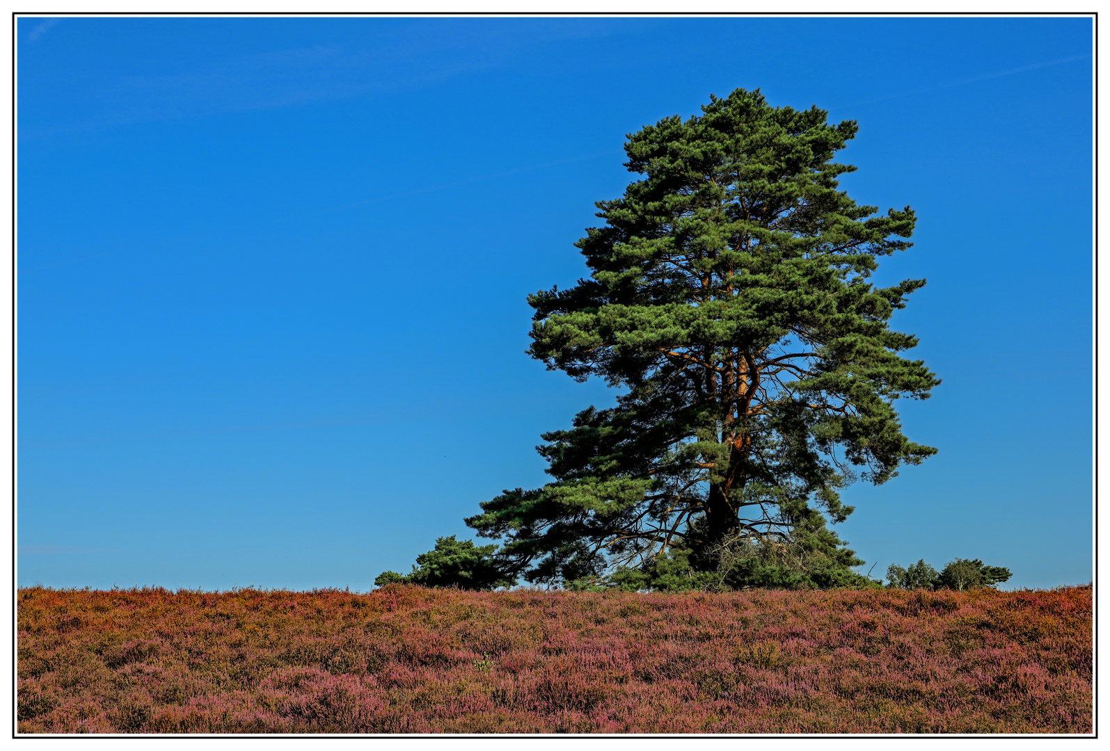 Westruper Heide