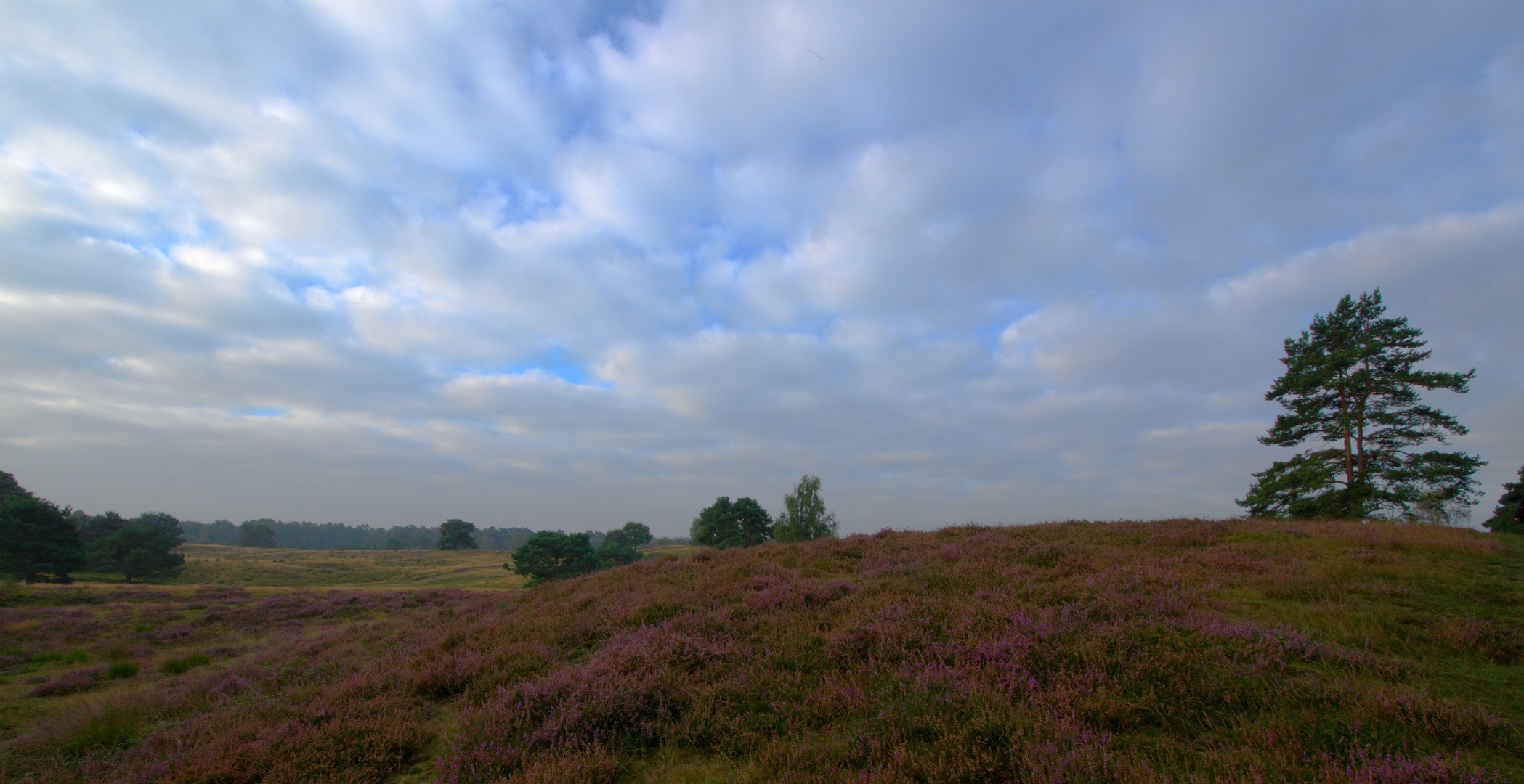 Westruper Heide