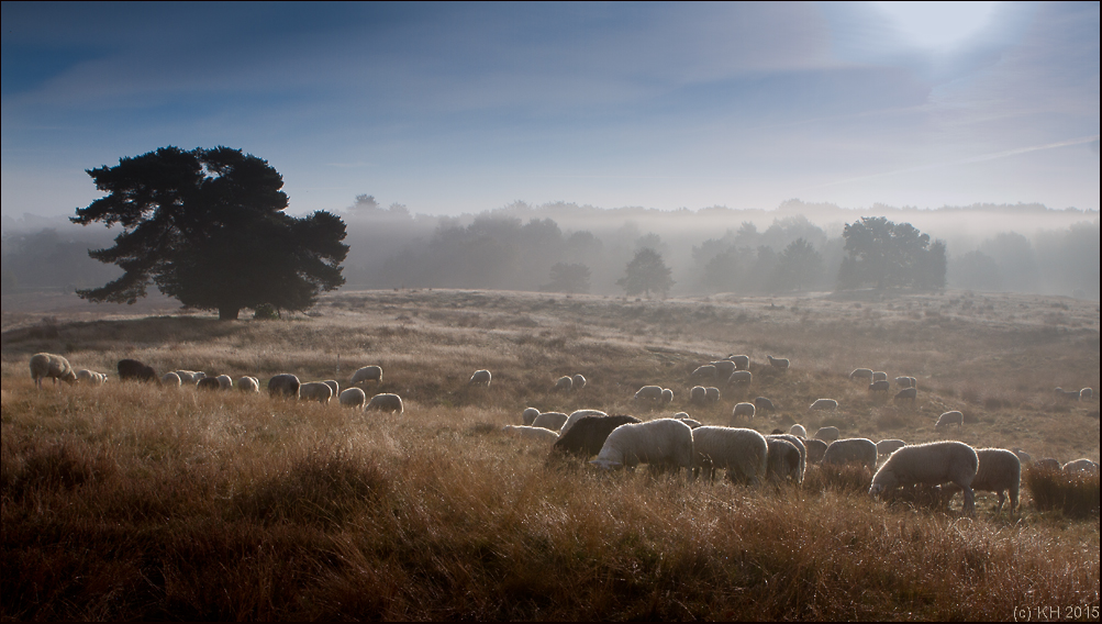 Westruper Heide