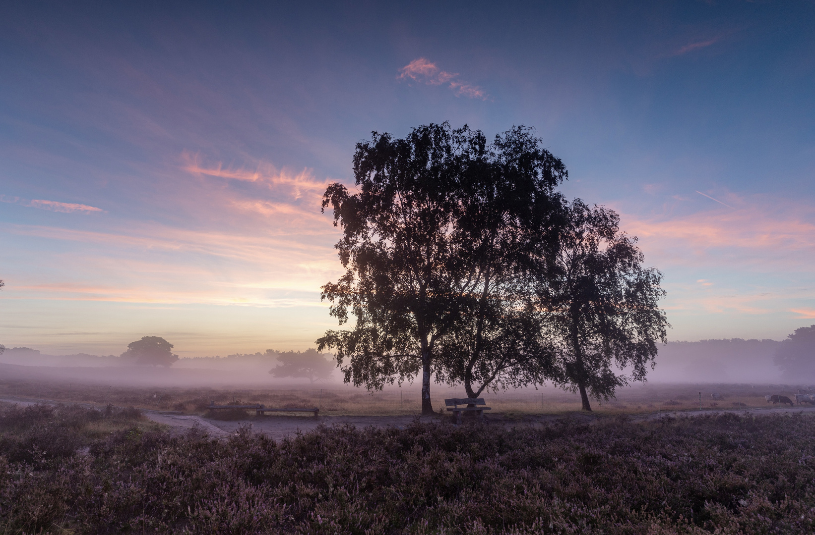 Westruper Heide