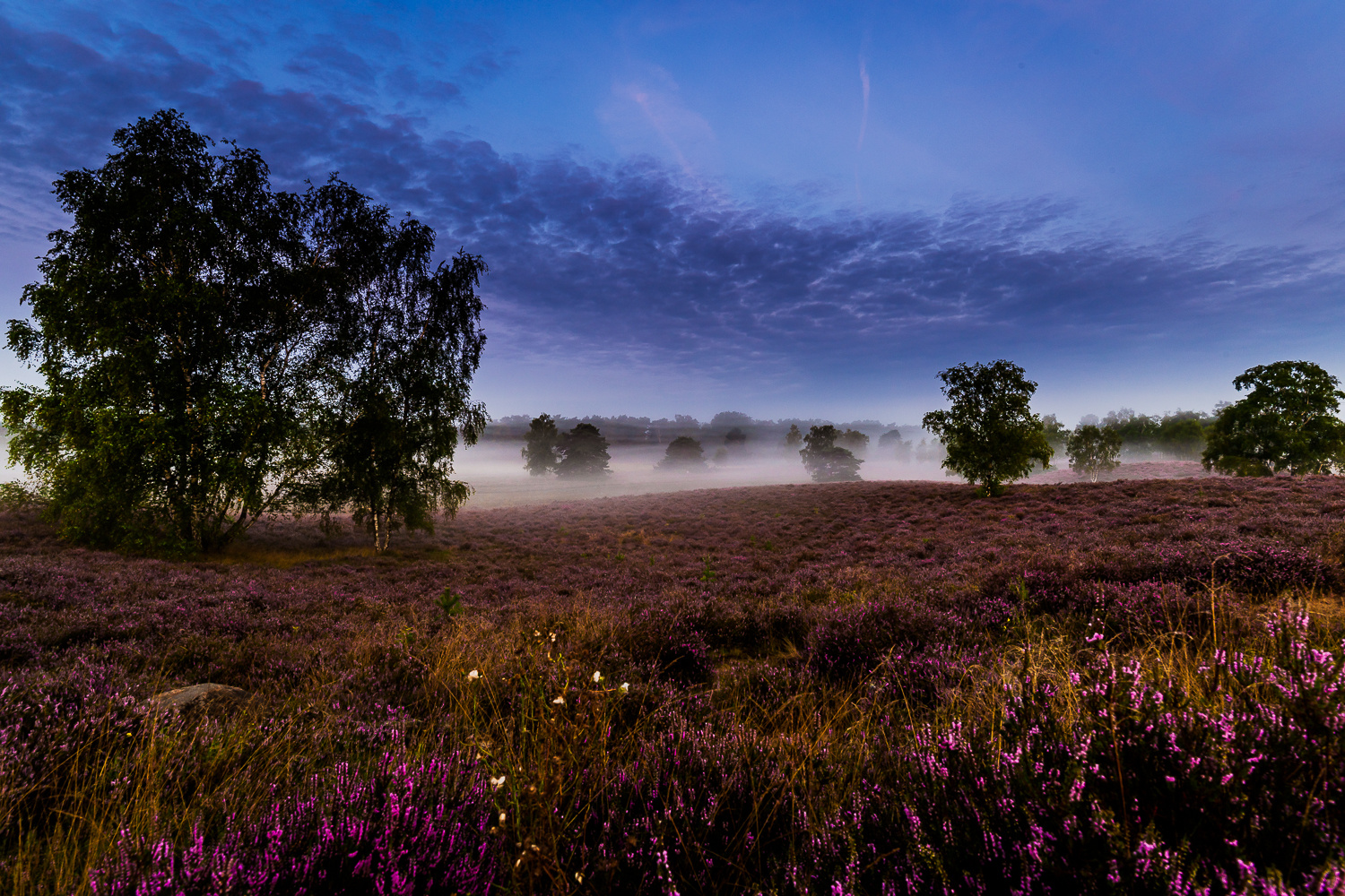 Westruper Heide