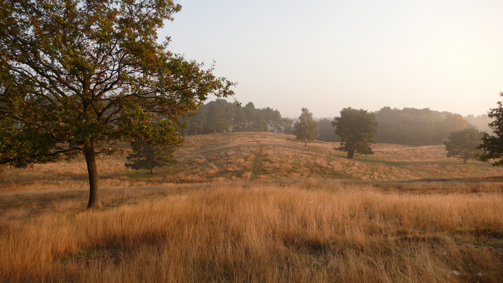 Westruper Heide