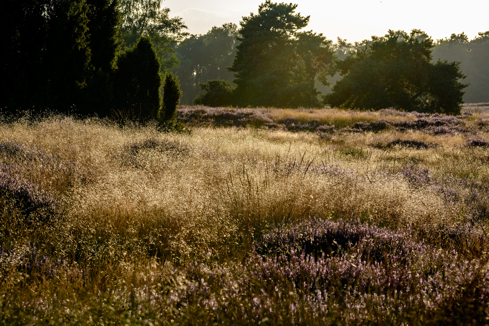 Westruper Heide