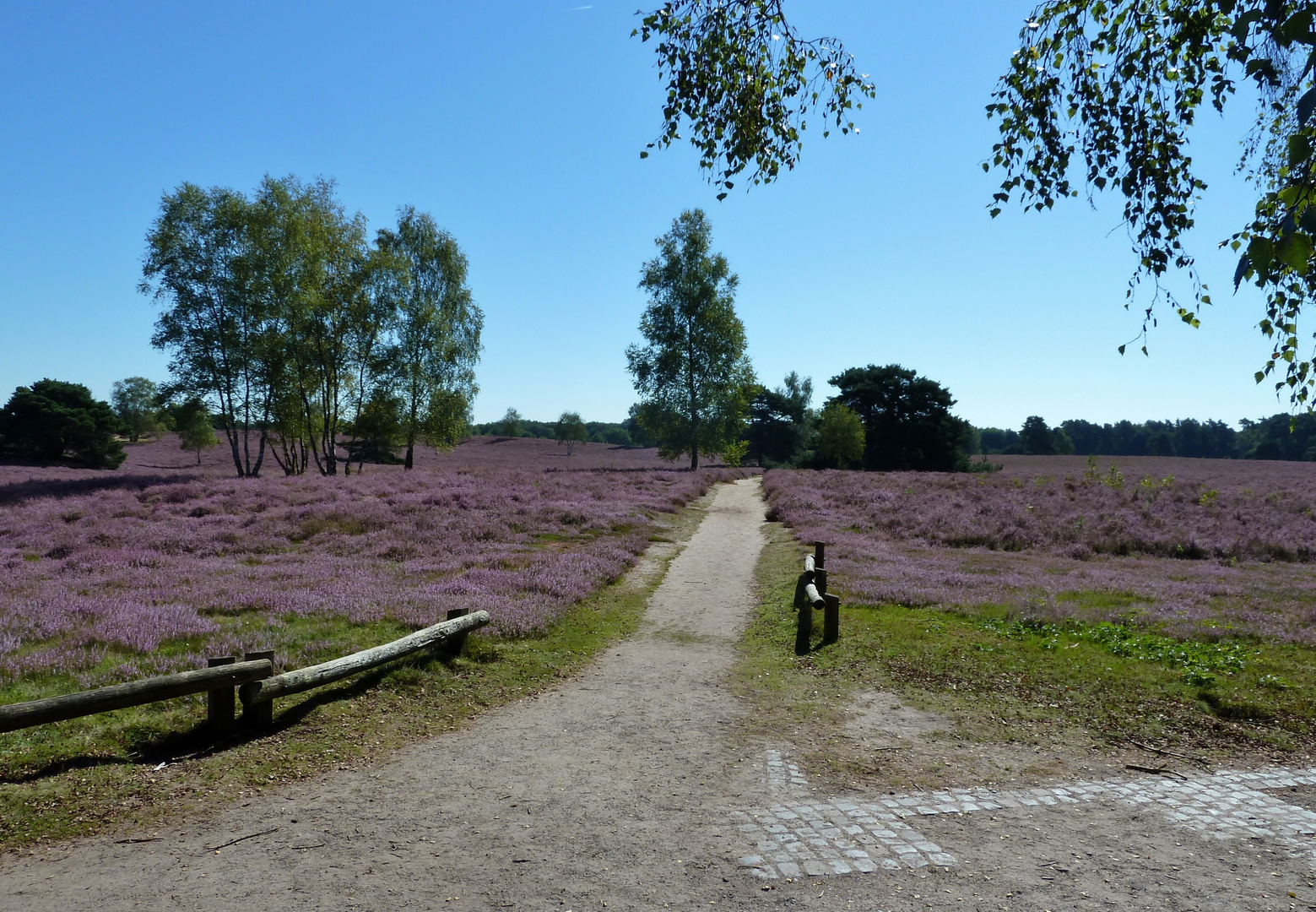 Westruper Heide, Haltern