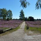 Westruper Heide, Haltern