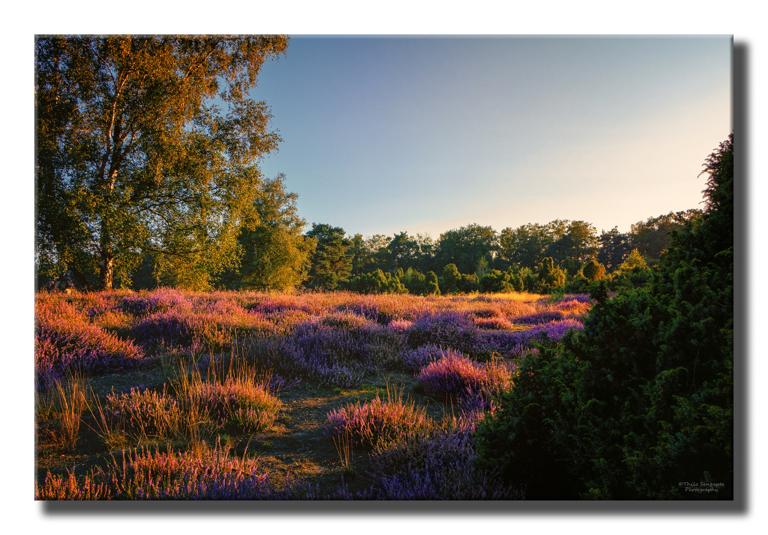 Westruper Heide, Haltern