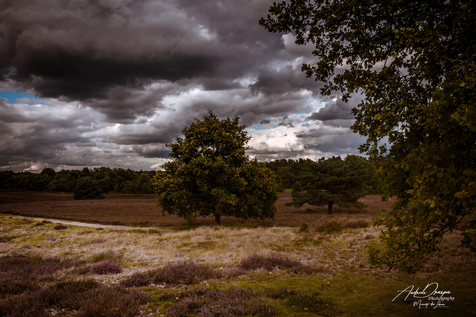 Westruper Heide Haltern