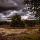 Westruper Heide Haltern