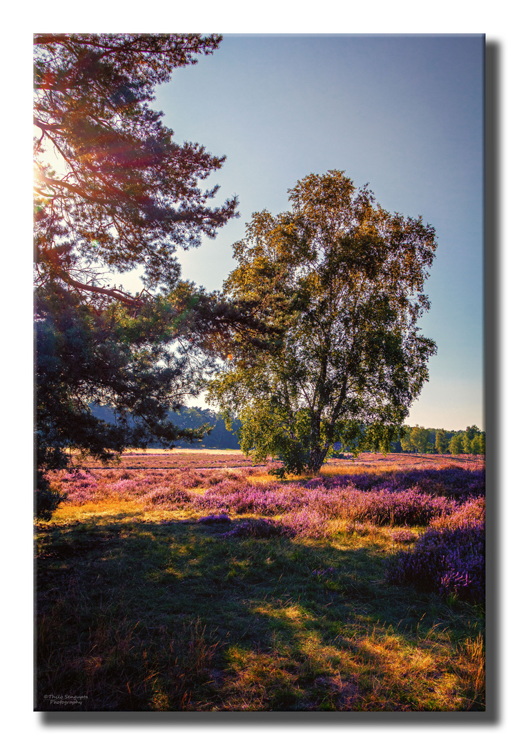 Westruper Heide, Haltern