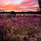 Westruper Heide | Haltern am See | 1