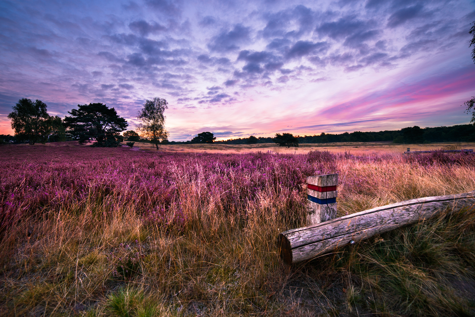 Westruper Heide | Haltern am See | 2