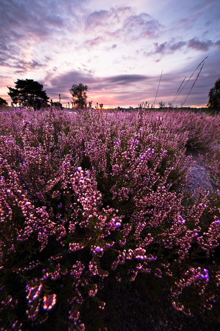 Westruper Heide | Haltern am See | 3