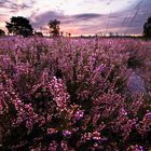 Westruper Heide | Haltern am See | 3