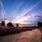 Westruper Heide | Haltern am See | 4