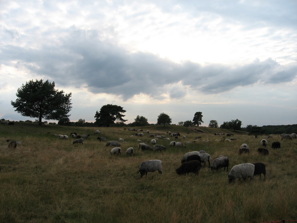 Westruper Heide, Haltern am See