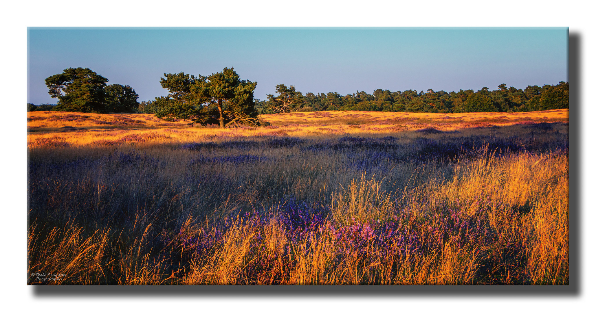 Westruper Heide, Haltern