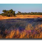 Westruper Heide, Haltern