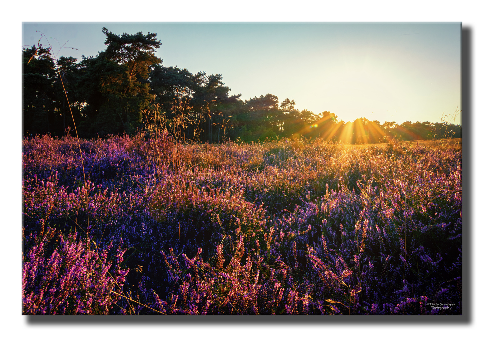 Westruper Heide, Haltern