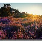 Westruper Heide, Haltern