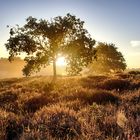 Westruper Heide HDR