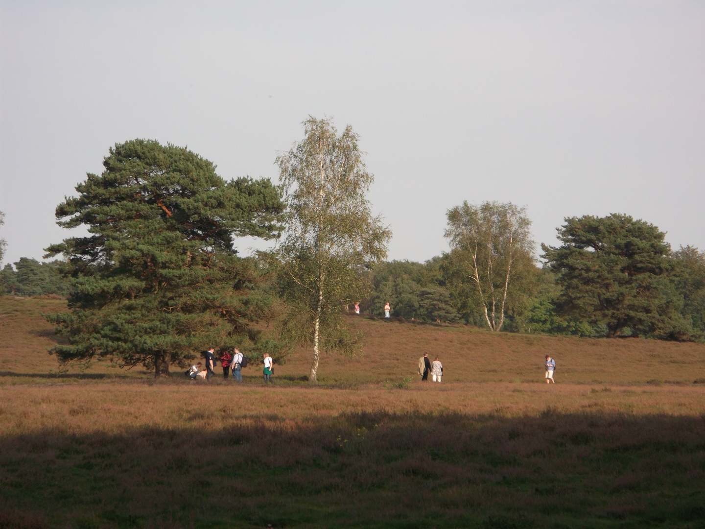 Westruper Heide Herbst