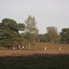 Westruper Heide Herbst