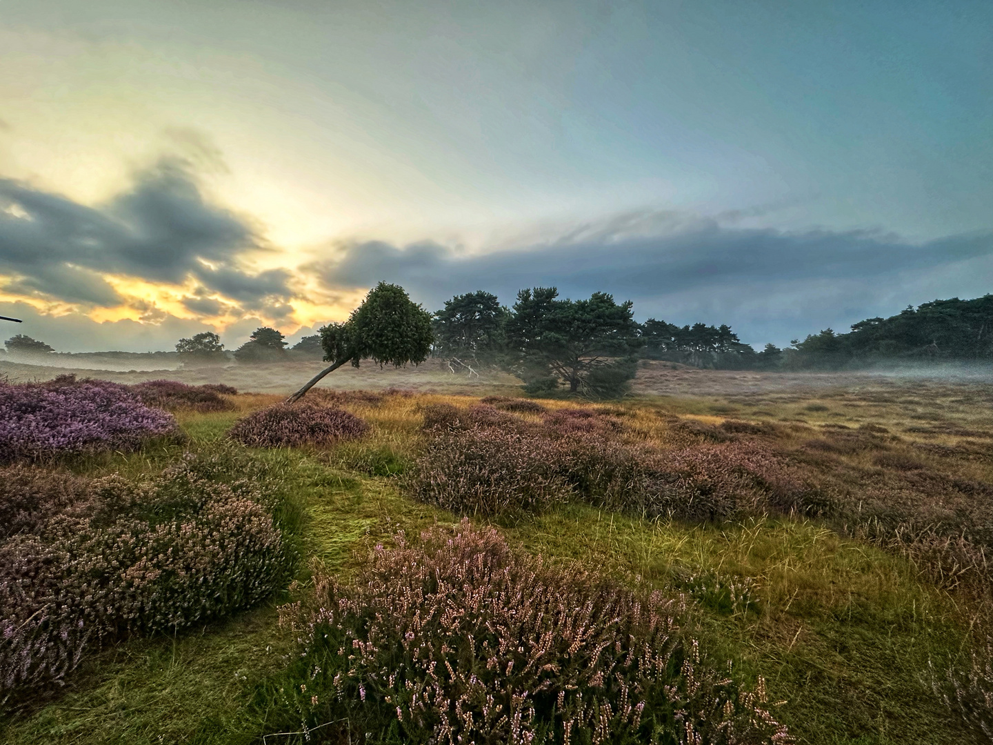 Westruper Heide im Abendnebel Foto & Bild landschaft, heide, natur