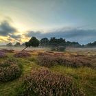 Westruper Heide im Abendnebel