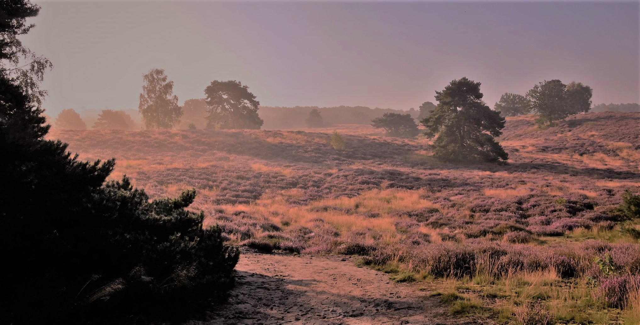 Westruper Heide im Gegenlicht....