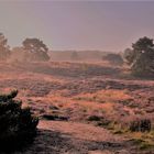 Westruper Heide im Gegenlicht....