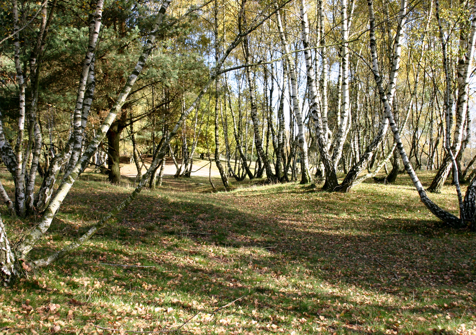 Westruper Heide im Herbst