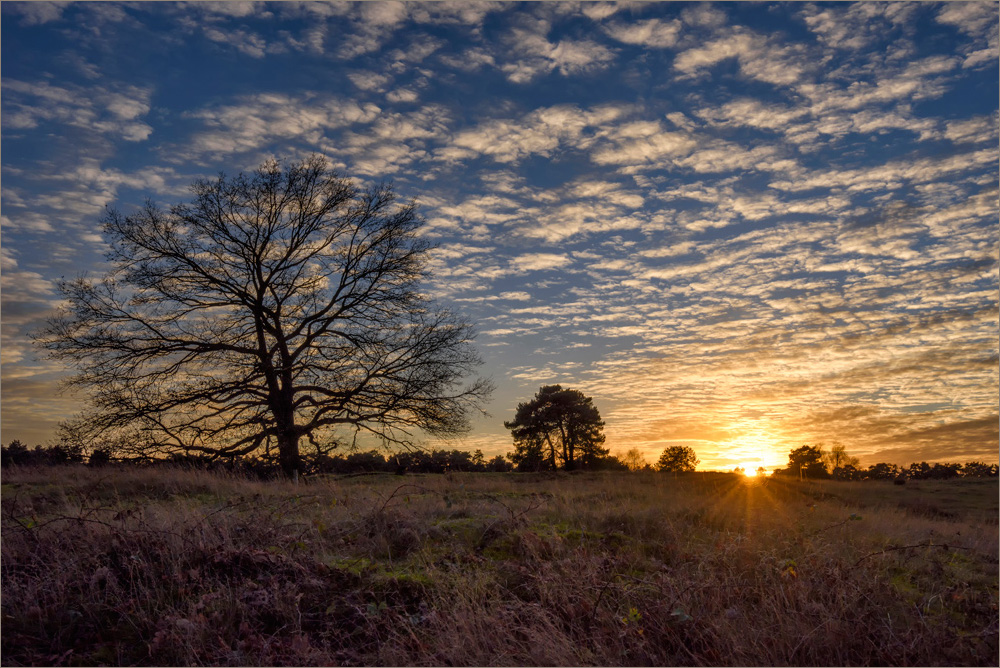 Westruper Heide im November