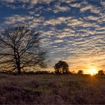 Westruper Heide im November