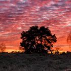 Westruper Heide im November II