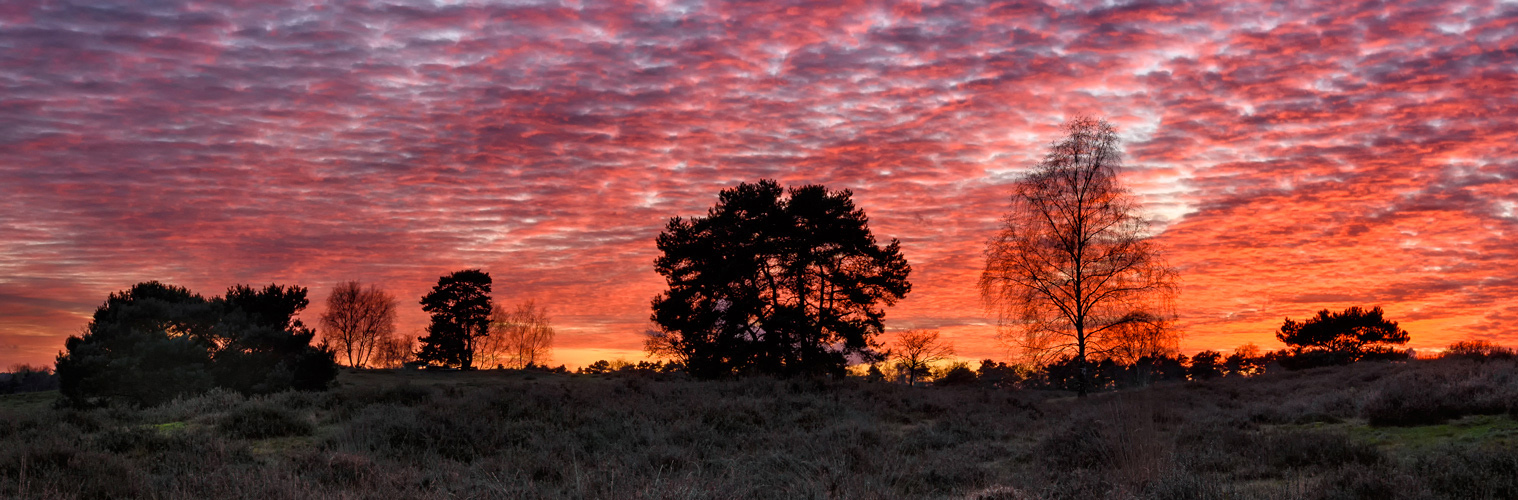 Westruper Heide im November II