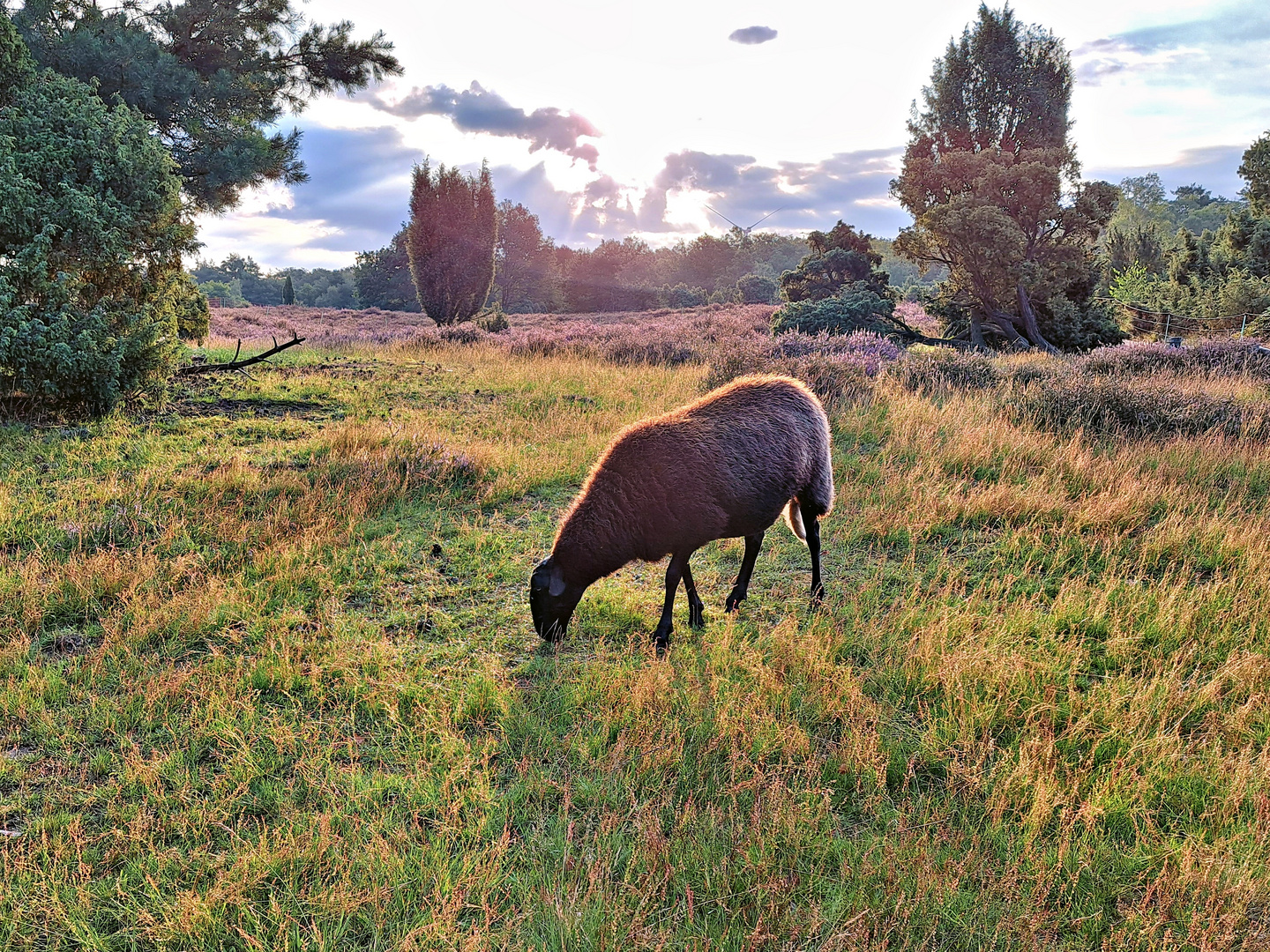 Westruper Heide in Haltern am See 