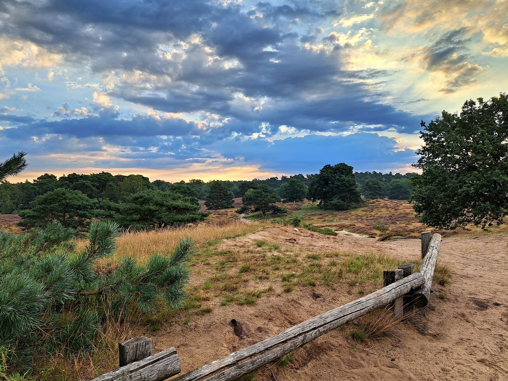 Westruper Heide in Haltern am See