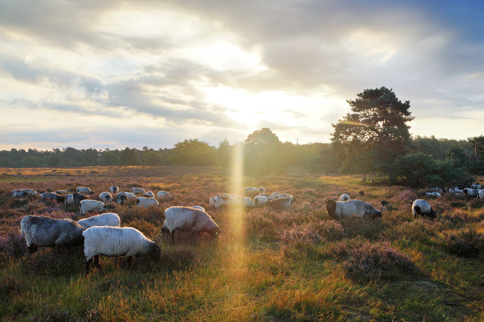 Westruper Heide in Haltern am See