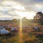 Westruper Heide in Haltern am See