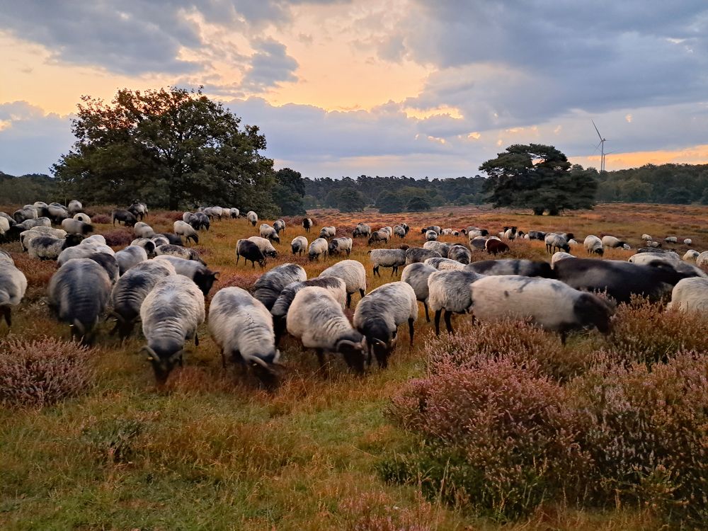 Westruper Heide in Haltern am See