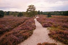 Westruper Heide in Haltern am See