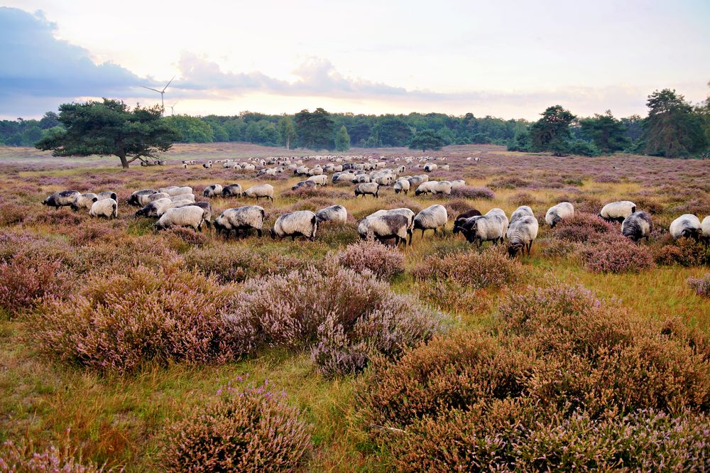 Westruper Heide in Haltern am See