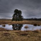 Westruper Heide in Haltern am See