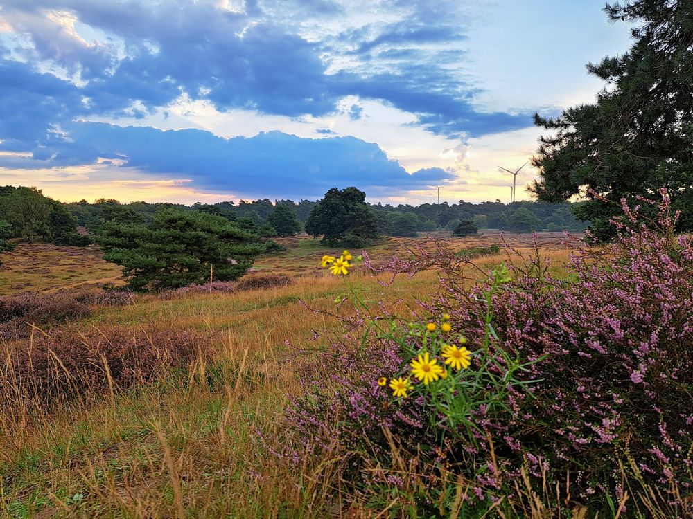 Westruper Heide in Haltern am See 