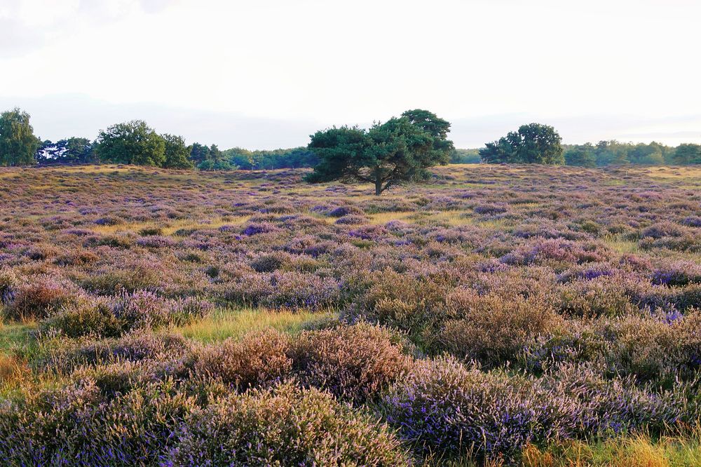 Westruper Heide in Haltern am See