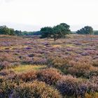 Westruper Heide in Haltern am See