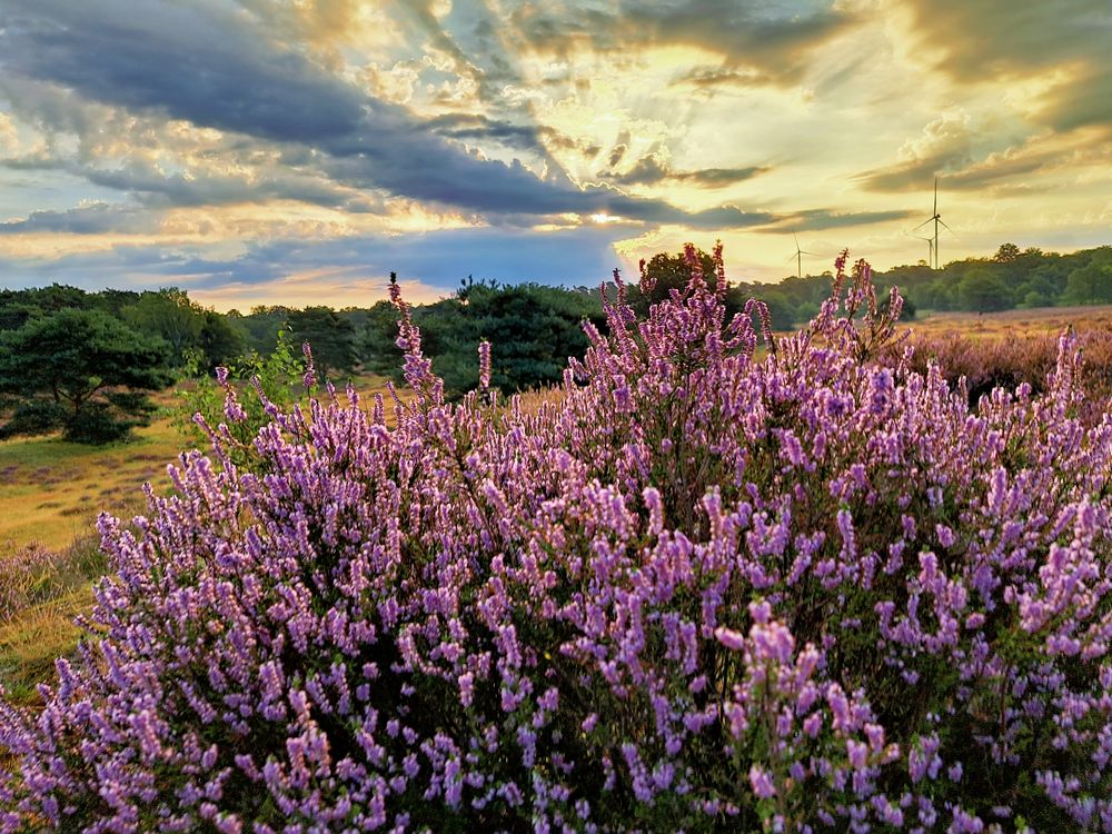 Westruper Heide in Haltern am See 