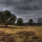 Westruper Heide in Haltern am See II