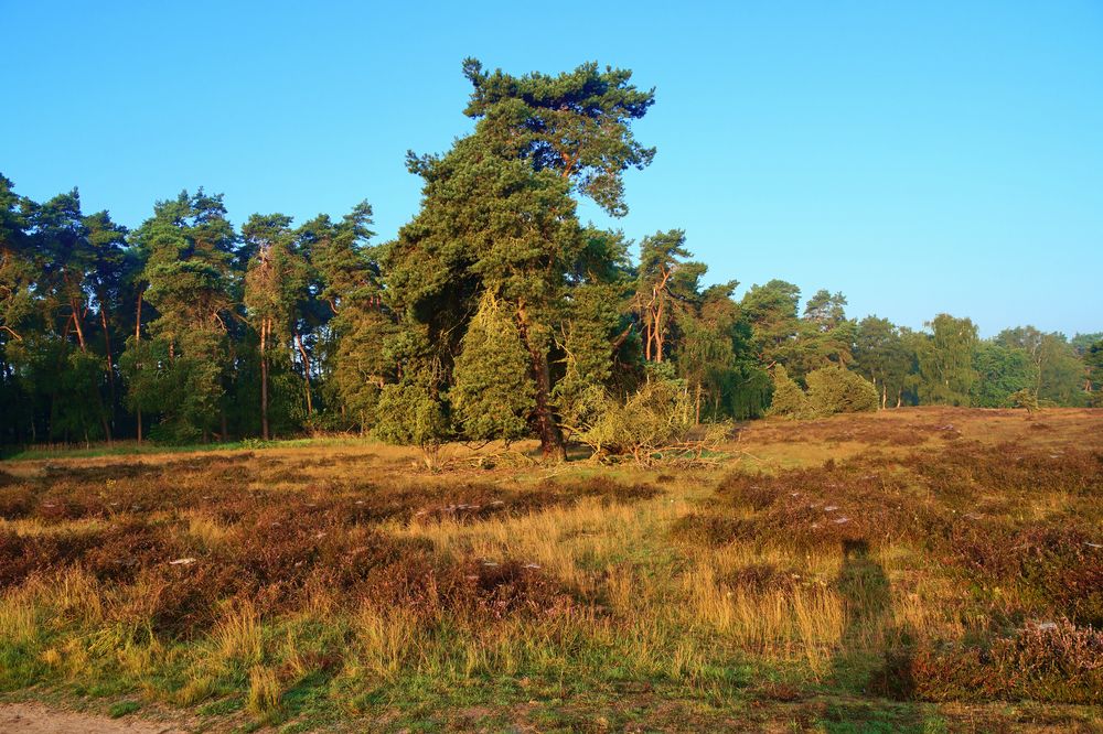Westruper Heide in Haltern am See (Kreis RE) Foto & Bild | landschaft ...