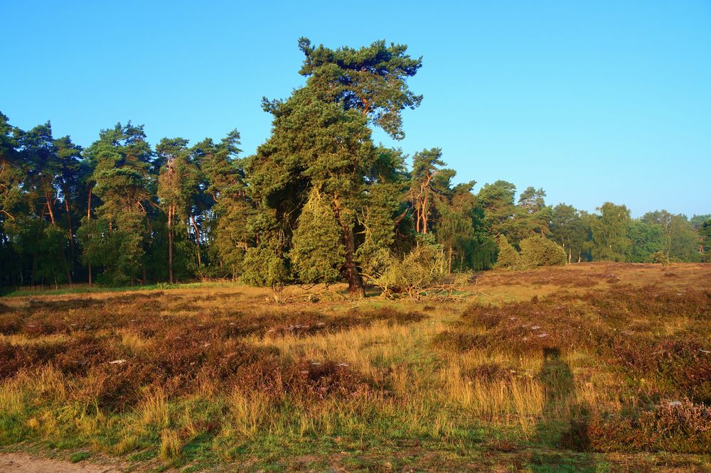 Westruper Heide in Haltern am See (Kreis RE)